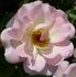 Poulsen's Park Rose rose photo
