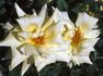 Golden Glow rose photo