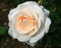 Victorian Lace rose photo