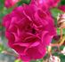 Fairy Damsel ® rose photo