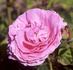 L'Ouche rose photo