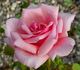 Madame Abel Chatenay, Cl. rose photo