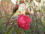 Bengale Rouge rose photo