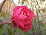 Bengale Rouge rose photo