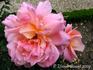 Jacques Latouche rose photo