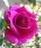 RBXLYN rose photo
