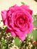 RBXLYN rose photo