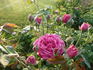 Gourdault rose photo