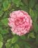 Madame Moreau rose photo
