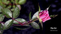 Pilar Dot rose photo