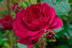 Mel Hulse rose photo