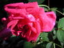 LynChild rose photo