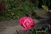 Texas Centennial rose photo