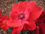 Paprika ® rose photo