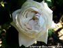 Alupka rose photo