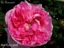 La Revenante rose photo