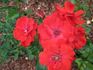 Paprika ® rose photo