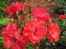 Paprika ® rose photo