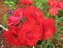 Paprika ® rose photo