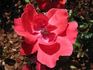 Paprika ® rose photo