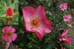 Felicitas ® rose photo