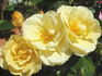 Sky's The Limit™ rose photo