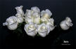 Akito rose photo