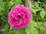 Caroline Bank rose photo