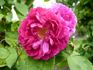 Caroline Bank rose photo