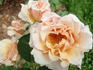 Pearlie Mae rose photo