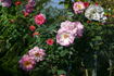 Sweet Vivien rose photo