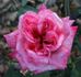 Triple Delight rose photo