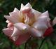 Bill Bailey rose photo