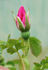 L83 rose photo