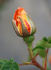 Orange Moss rose photo