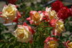 Hiroshima's Children rose photo