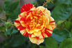 Double Treat rose photo