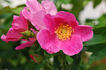 L83 rose photo