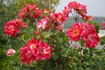 Tootsie rose photo