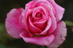 Barbara Hauenstein rose photo