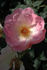 Elfenreigen rose photo