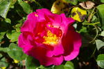 Dear David rose photo