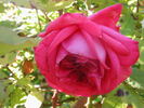 Flagrant rose photo