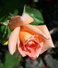 Sunbonnet Sue rose photo