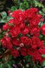 SPEadfair rose photo