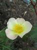 Paimio rose photo