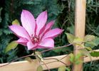 Omoshiro clematis photo