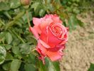 Allégresse rose photo