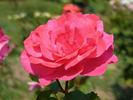 Arminda rose photo