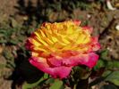 Autumn Spray rose photo
